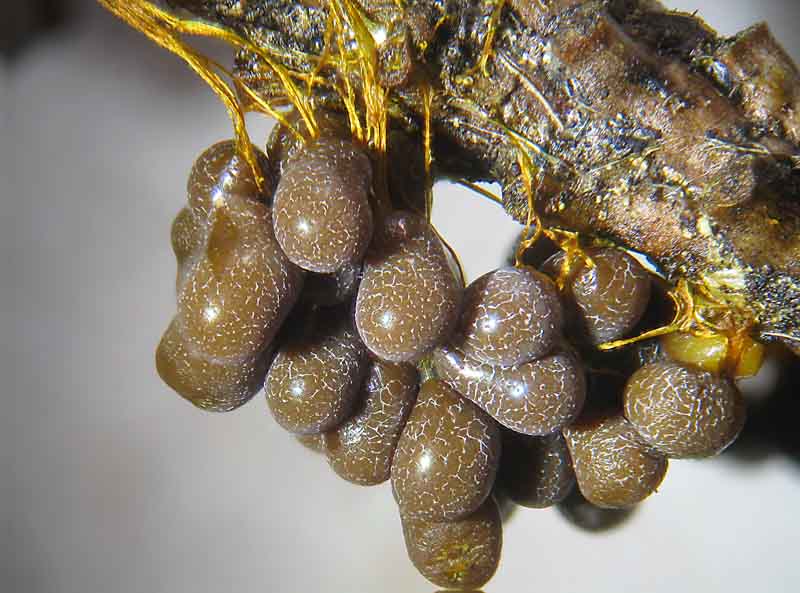 Badhamia utricularis